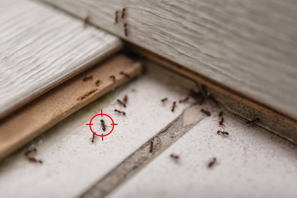 Best Affordable Pest Control Services  in Basin, WY
