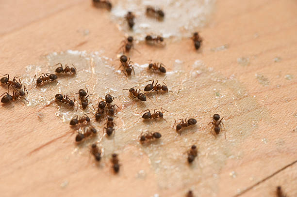 Best Pest Removal Services  in Basin, WY
